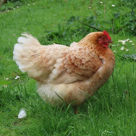 L'escale Normande A La Ferme Feugere * Barbeville